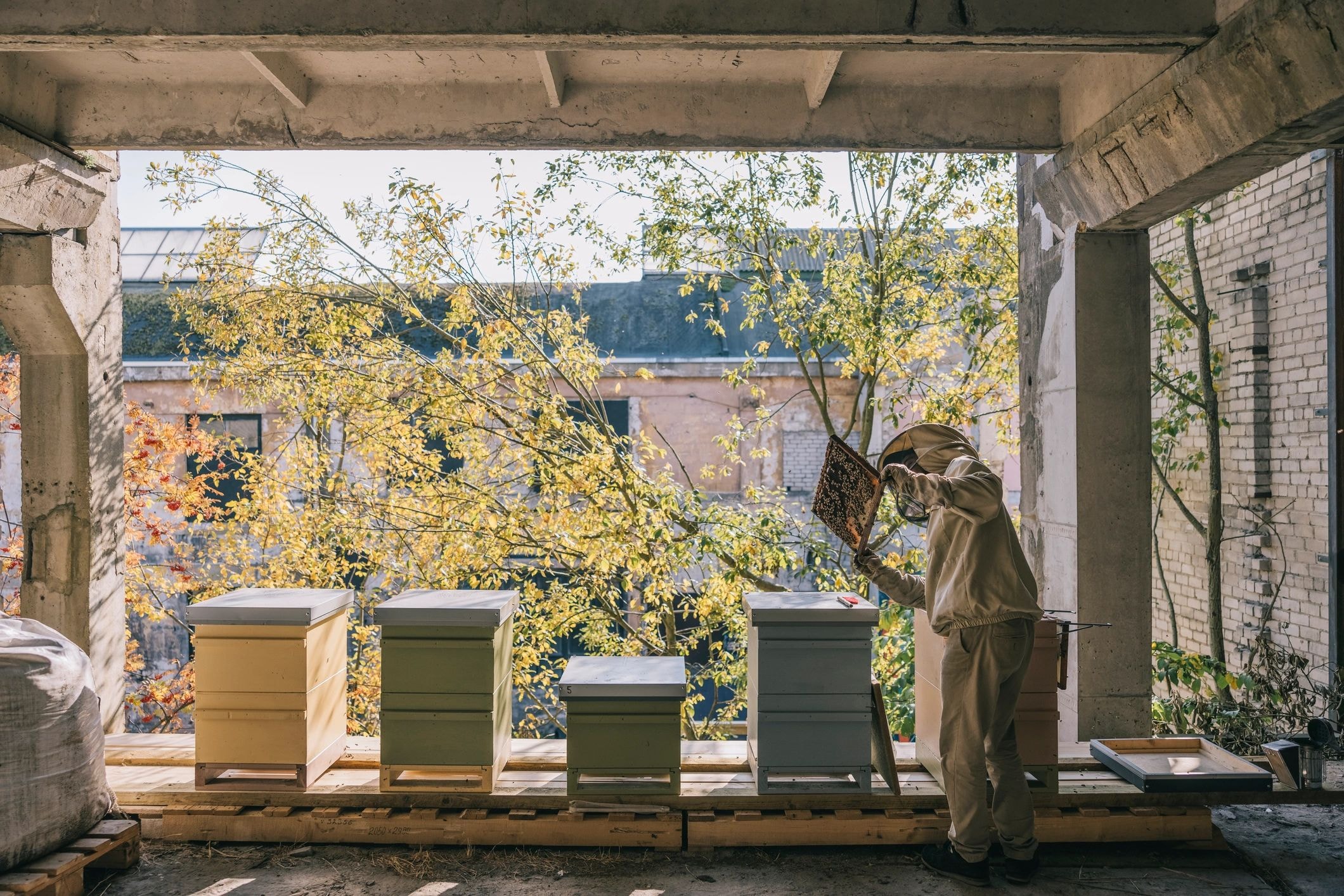 Beekeeper tending hives